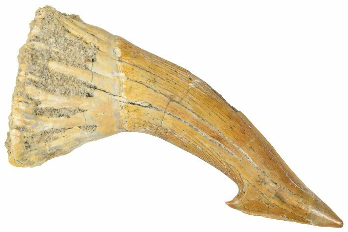 Fossil Sawfish (Onchopristis) Rostral Barb - Morocco #322826